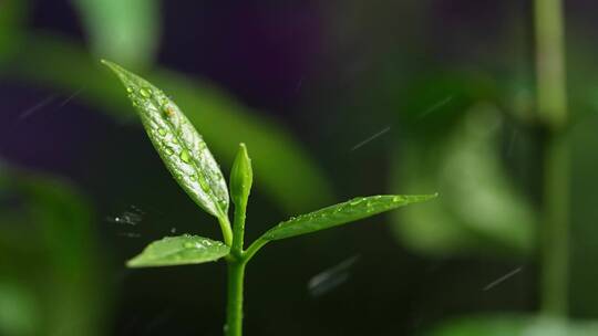 斜风细雨中腊梅树嫩叶上水珠水滴唯美视频