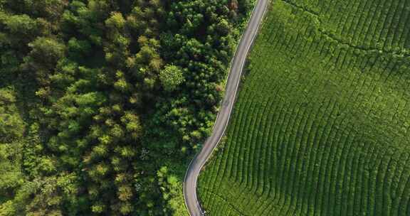 森林中的道路航拍