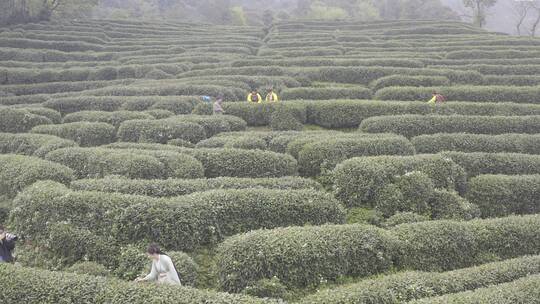 杭州西湖梅家坞茶园茶山