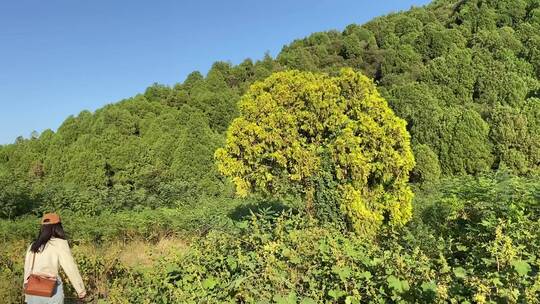 济南龙洞风景区，粉黛乱子草花海秋景迷人