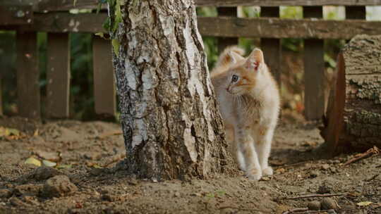 可爱顽皮的猫和猫妈妈在院子里玩耍