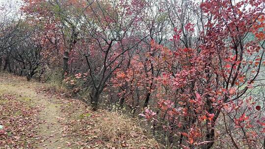 济南南部山区天井峪村红叶满山