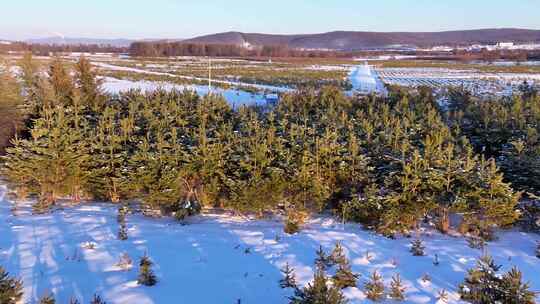 冬季雪景中的树木景观