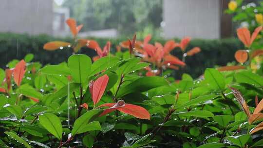 下雨天雨水大雨雨滴雨景