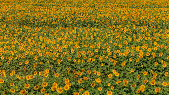 向日葵花田自然风光素材