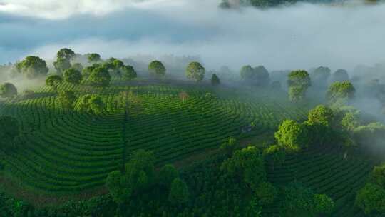 航拍云雾缭绕的茶山