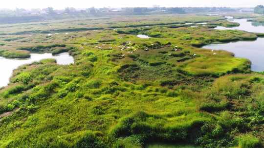 河滩 湿地 植被 沼泽地 航拍 4K