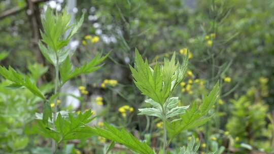 茂盛的艾草艾叶植物景观