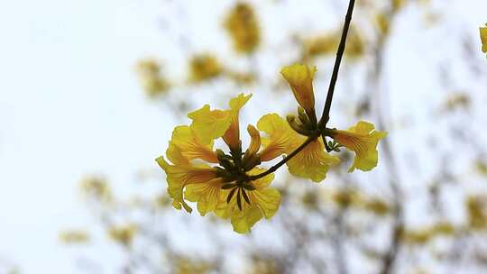 黄花风铃木