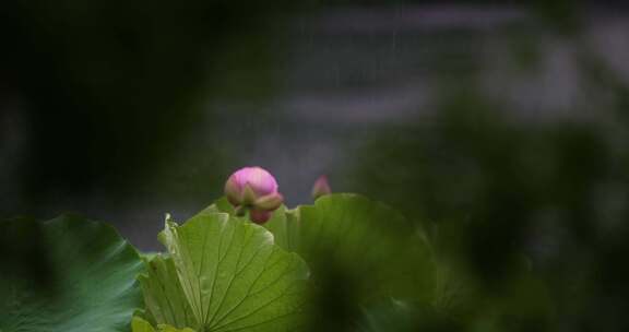 杭州西湖雨中荷花视频