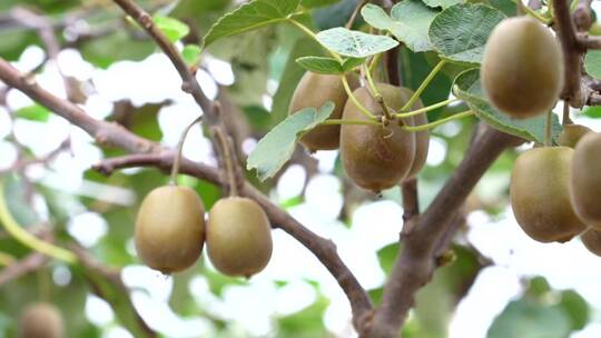 猕猴桃种植 猕猴桃 绿色食品 奇异果