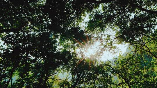 高山森林仰拍明朗太阳光线