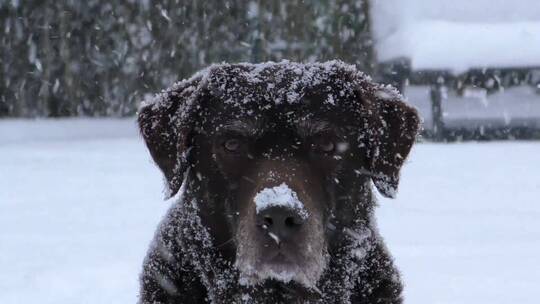 在大雪中的狗狗