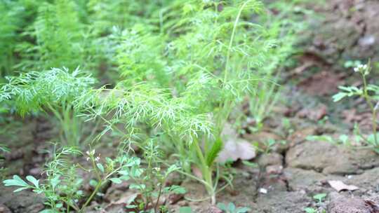 八角茴香 木兰科 八角属 茴香