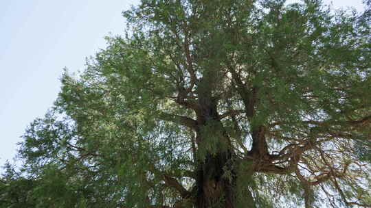 高大茂盛的大树仰视画面 古树侧柏