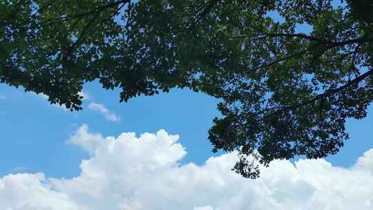蓝天白云风吹树枝树叶植物实拍