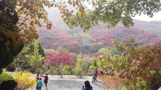 济南红叶谷景区，秋季满山红叶景观