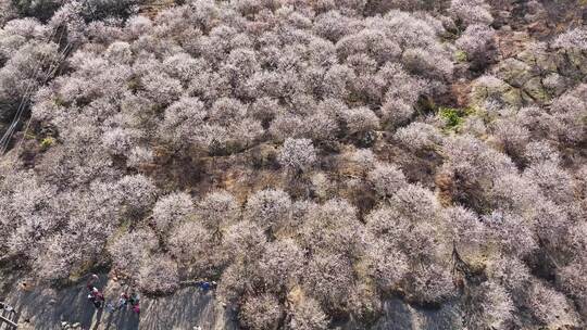 中国广东省广州市从化区广州流溪东星村梅花