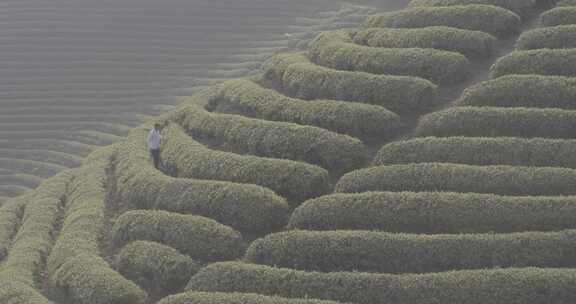 茶山 茶园 采茶