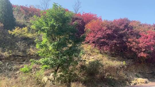 济南市历城区捎近村，秋季满山红叶