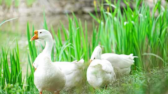 公园湖水里白鹅游水嬉戏捕食视频素材模板下载