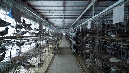 鸽子肉鸽养殖场视频素材模板下载