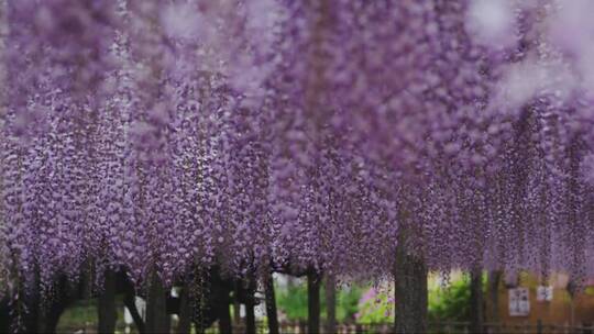 公园里美丽的日本紫藤花
