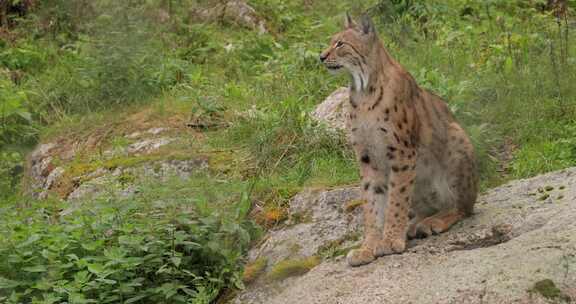 森林中的欧亚山猫（Lynx lynx）。