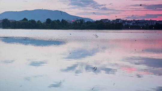 傍晚一群燕子飞在湖面上