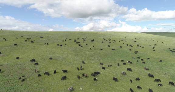草原牛群  超清航拍
