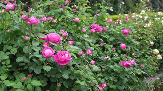 花园园艺园林月季园玫瑰花池塘溪水