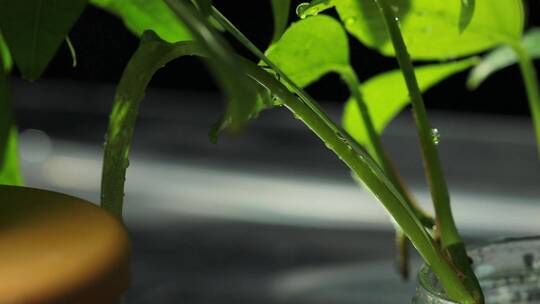 河水中的植物