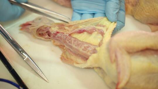 动物学家解剖禽类淋巴腺视频素材模板下载