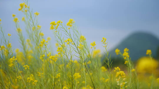 油菜花 油菜花田