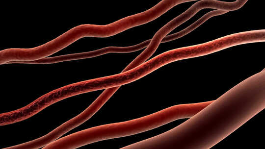 血管血液流动动画-alpha