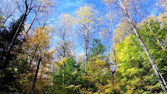 蓝天流云下秋天的森林