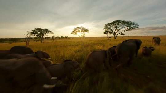 非洲大草原大象在走路航拍视频素材模板下载