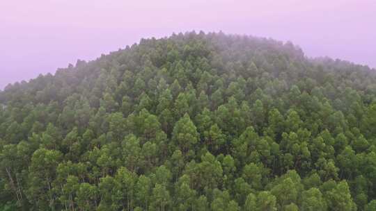 雾气笼罩的茂密山林全景