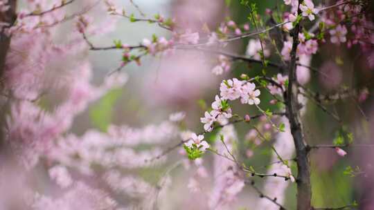 春花烂漫春天的桃花