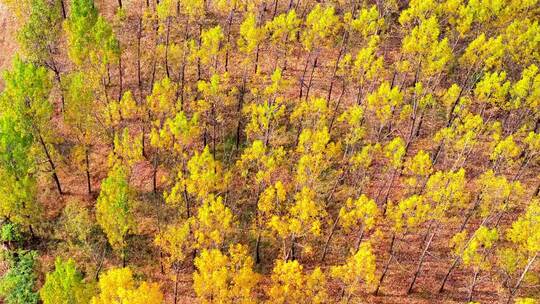 航拍枣庄凤凰绿道金黄色的杨树林视频素材模板下载