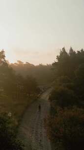 特写日出时单身男子在浓雾掩盖的森林中行走