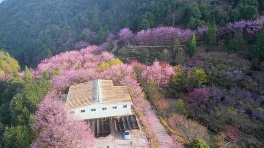 山林中被粉花环绕的房屋风景樱花