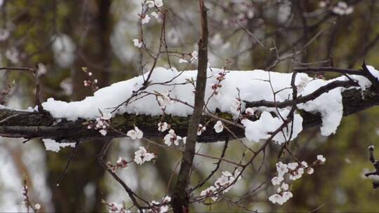 开花的杏树上落了雪