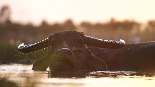 特写躺在泥中的水牛