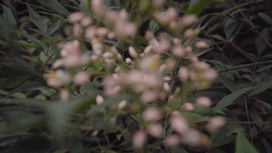 植物森林治愈雨水唯美意境清新自然