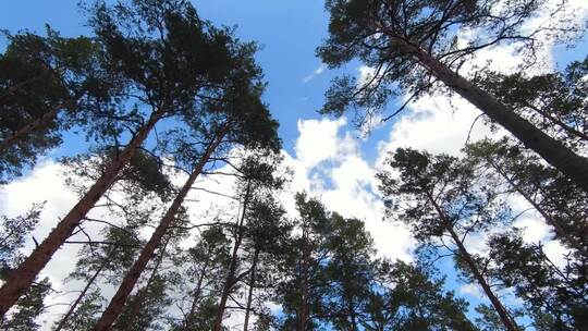 FPV穿越机无人机航拍森林树林公园阳光蓝天