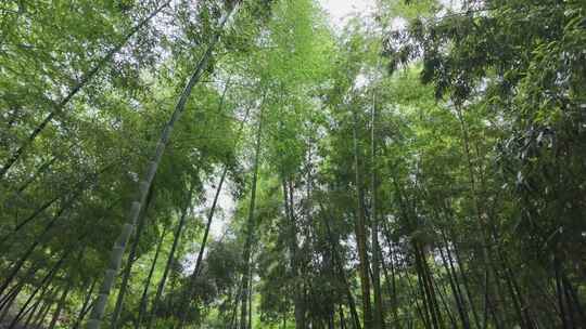 仰视视角下的茂密竹林景观