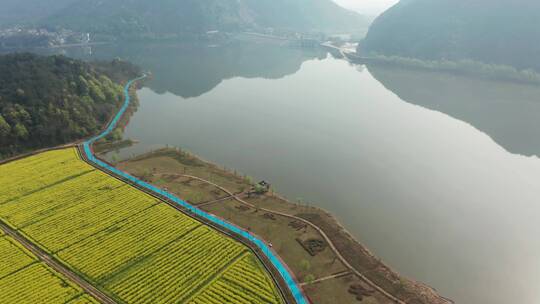 航拍绍兴诸暨布谷湖风景区油菜花海风光