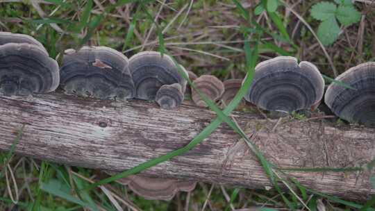 Polyporales，蘑菇，森林，真菌