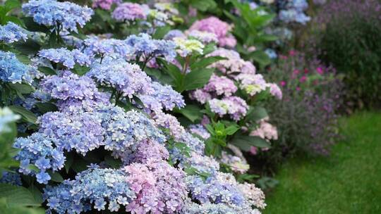 【精品】绣球花花语植物园